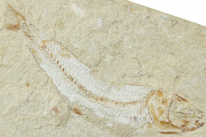 Cretaceous Fossil Fish - Lebanon #238361